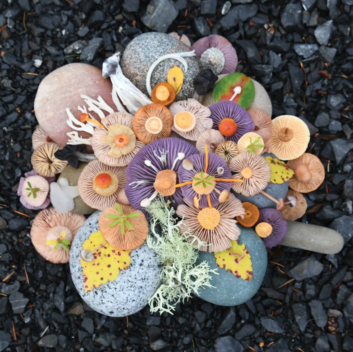 Colorful Arrangements Made Of Mushrooms By Jill Bliss 4