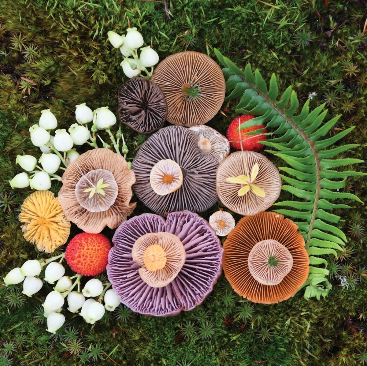 Colorful Arrangements Made Of Mushrooms By Jill Bliss 7