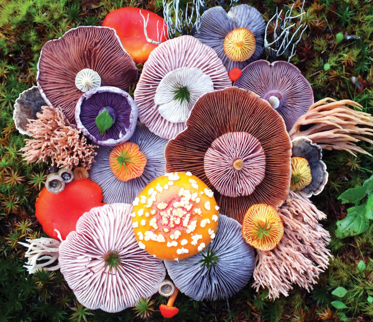 Colorful Arrangements Made Of Mushrooms By Jill Bliss 8