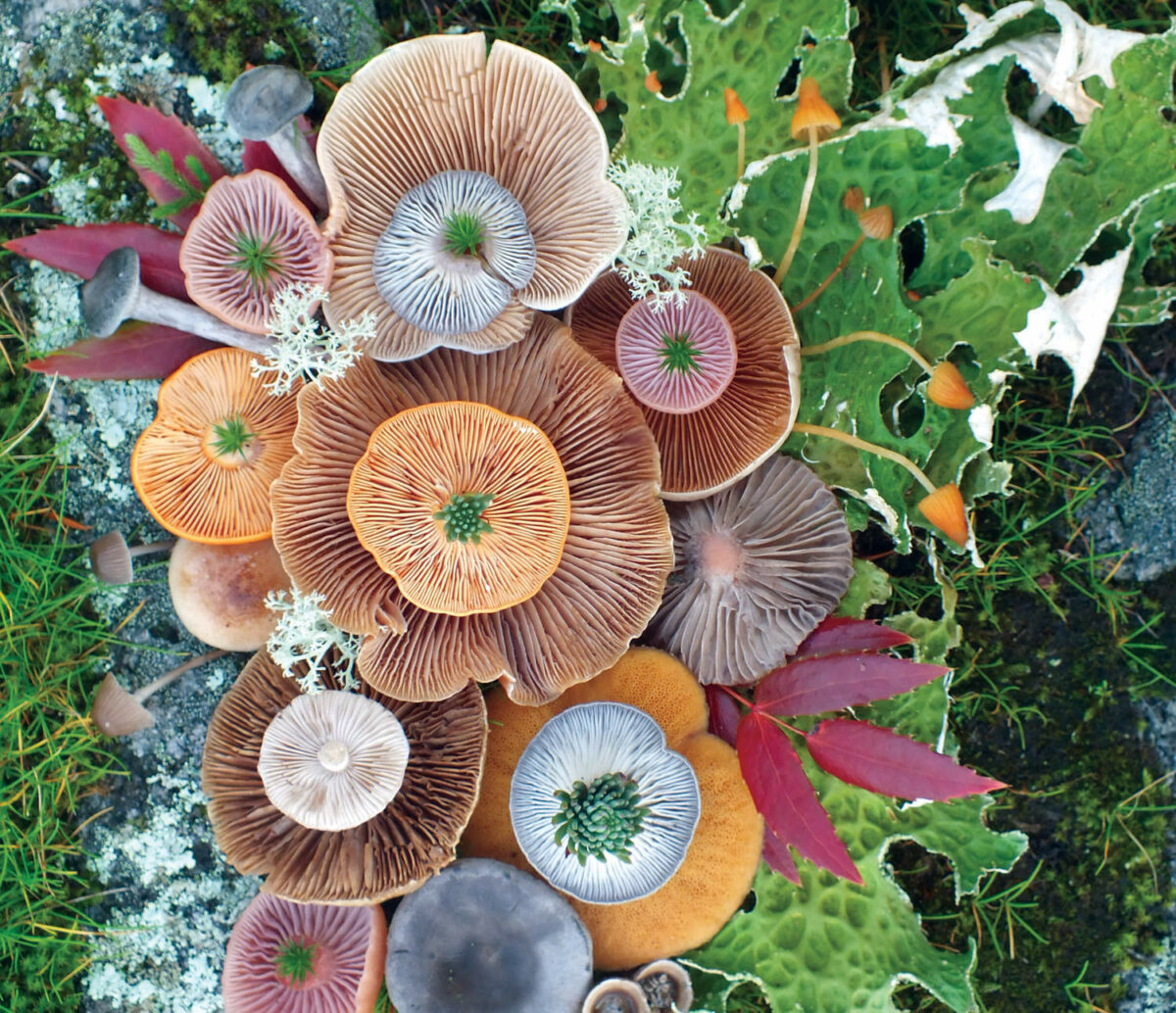Colorful Arrangements Made Of Mushrooms By Jill Bliss 9