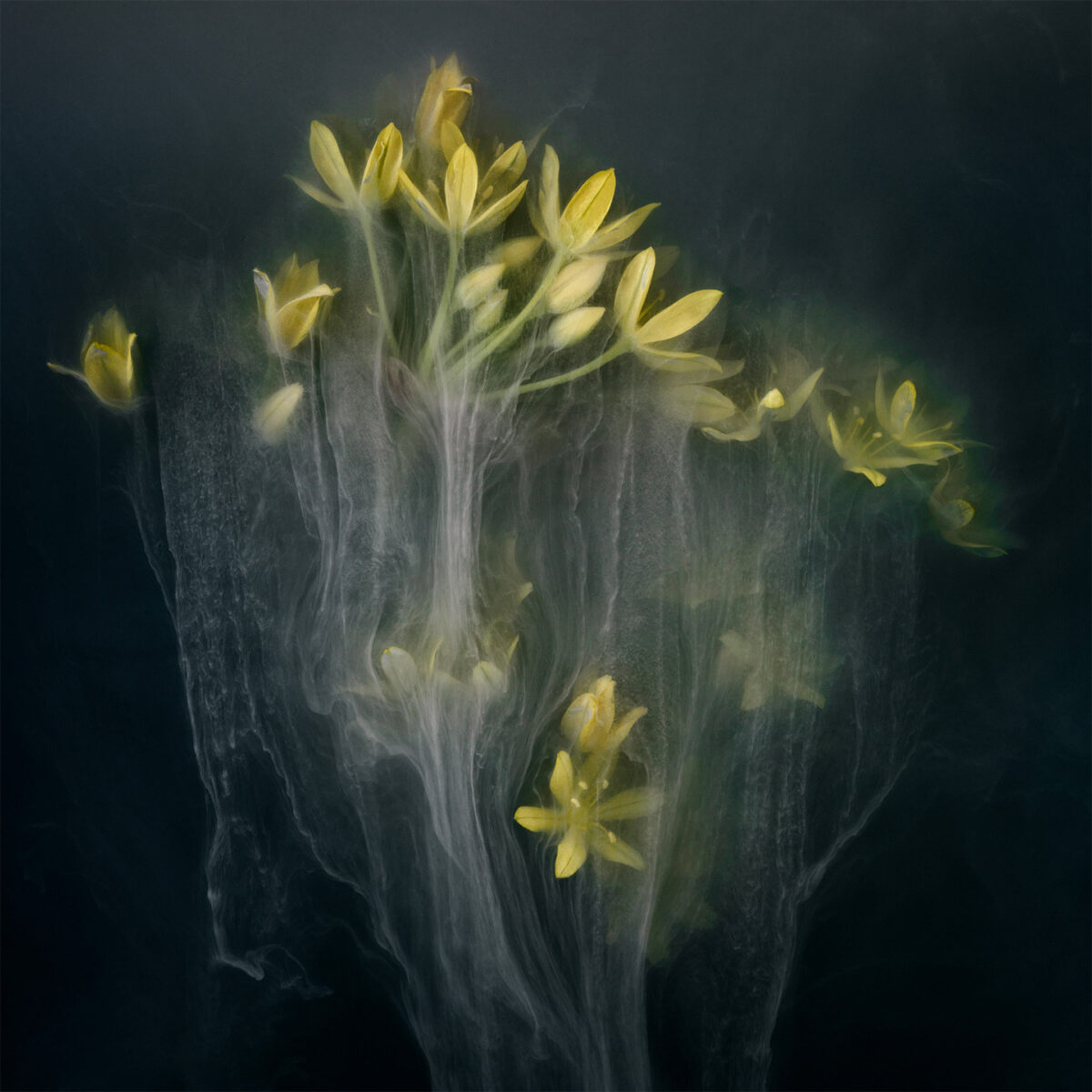 Flower Power A Fascinating Conceptual Still Life Photography Series Of Robert Peek 21