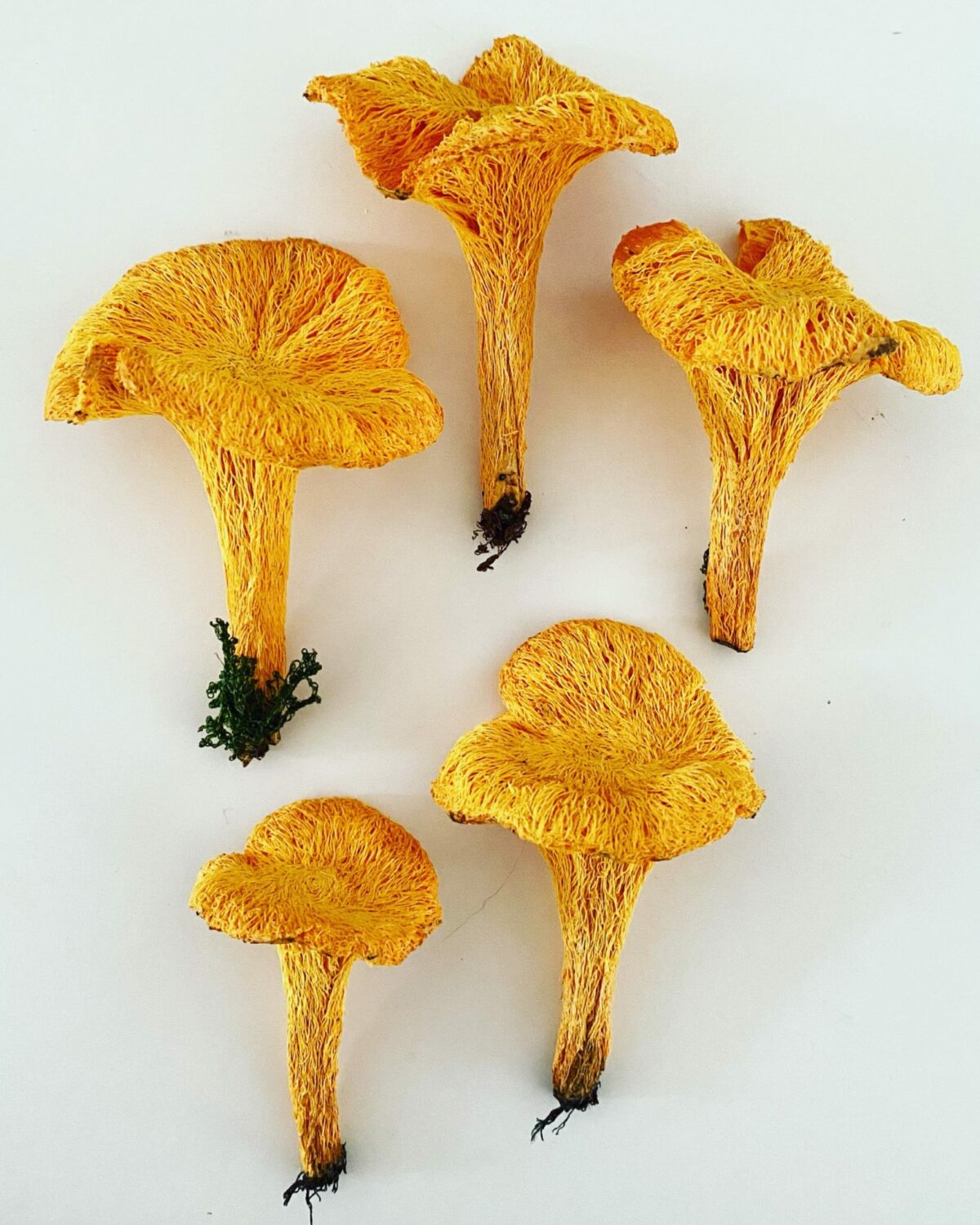 Attachment: Lifelike Embroidered Sculptures Of Mushrooms Lichen And ...