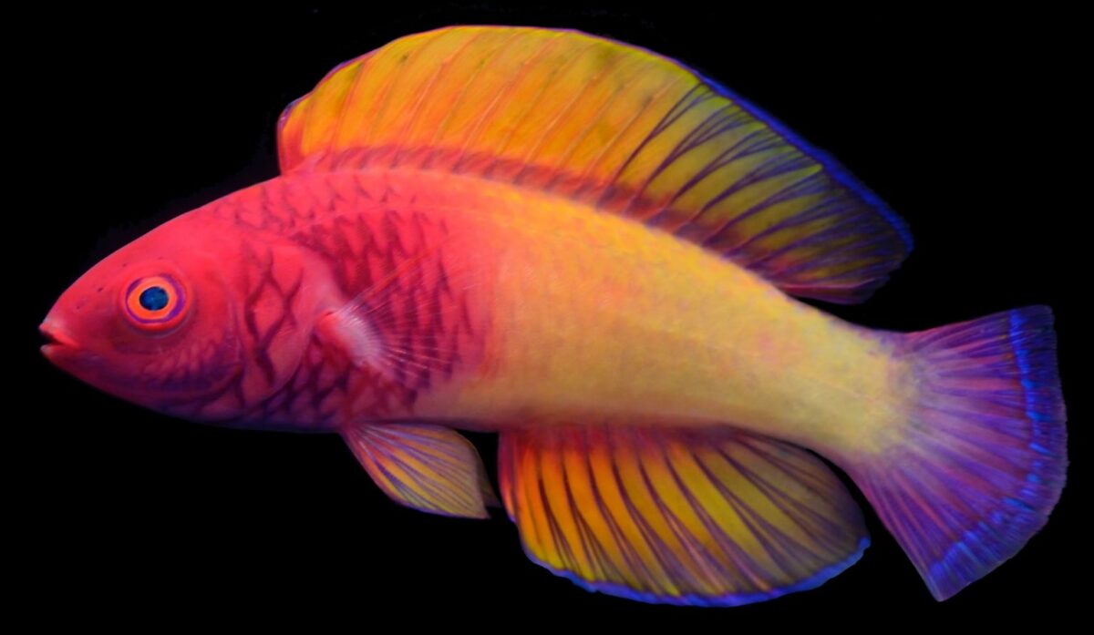 Rose Veiled Fairy Wrasse An Absolutely Stunning New Fish Species Discovered In The Maldives 4