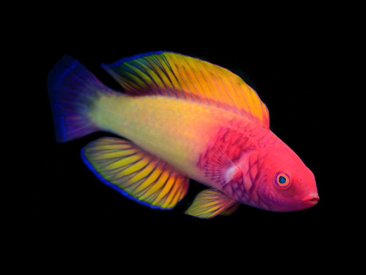 Rose-Veiled Fairy Wrasse: an absolutely stunning new fish species discovered in the Maldives