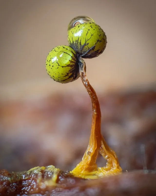 The Lush Macro Photography Of Slime Molds By Barry Webb 10