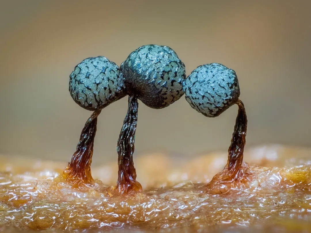 The Lush Macro Photography Of Slime Molds By Barry Webb 12