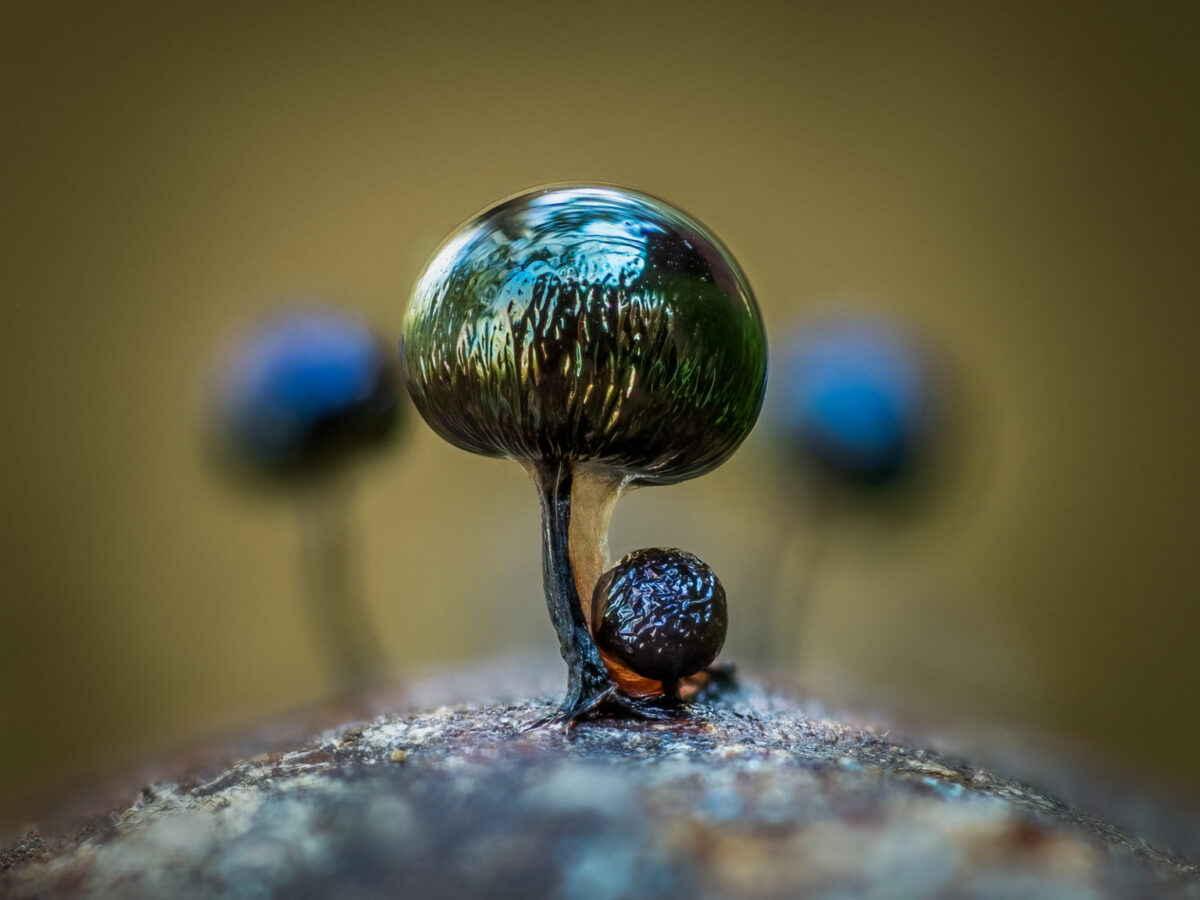 The Lush Macro Photography Of Slime Molds By Barry Webb