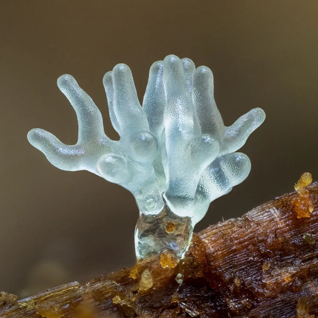 The Lush Macro Photography Of Slime Molds By Barry Webb 14