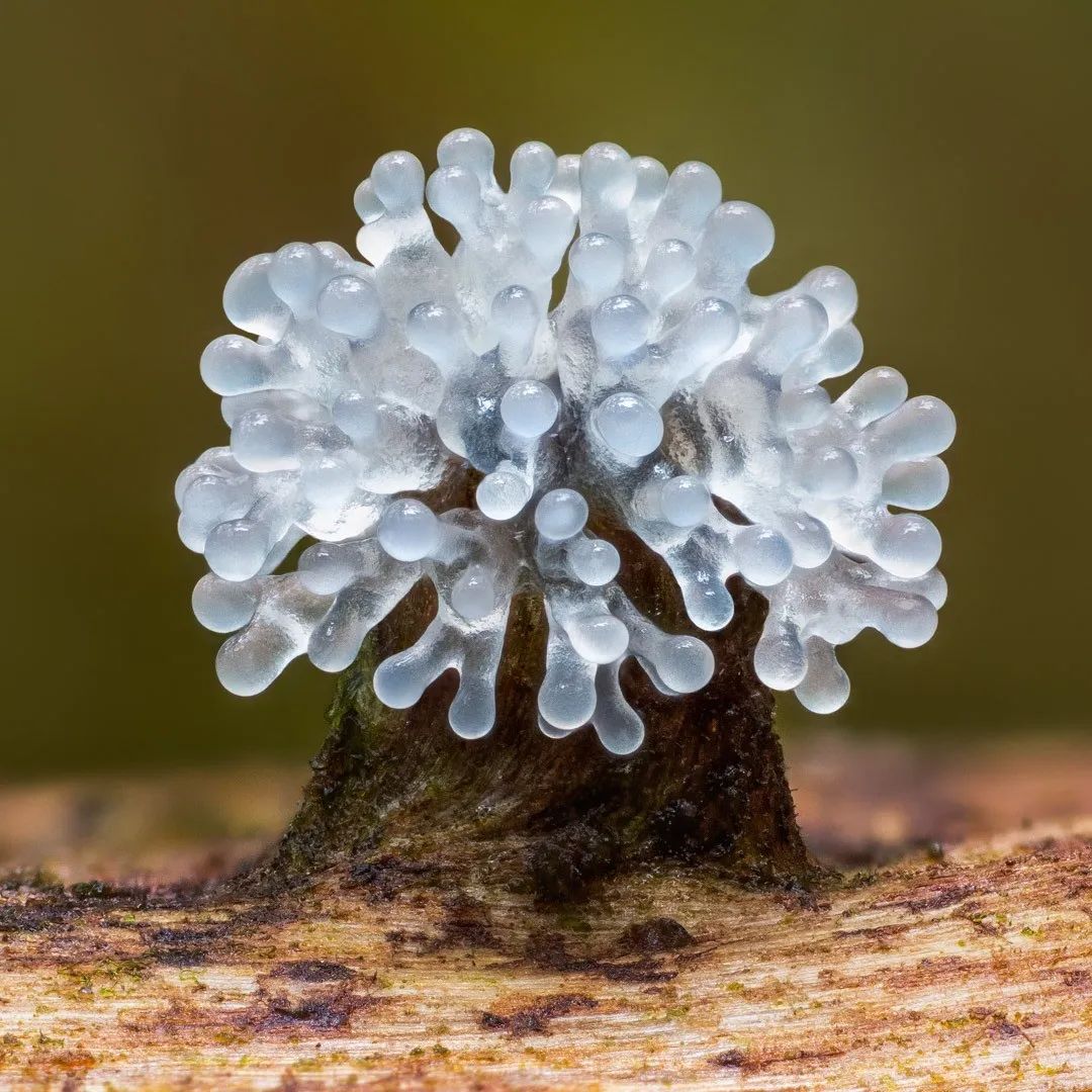 The Lush Macro Photography Of Slime Molds By Barry Webb 2