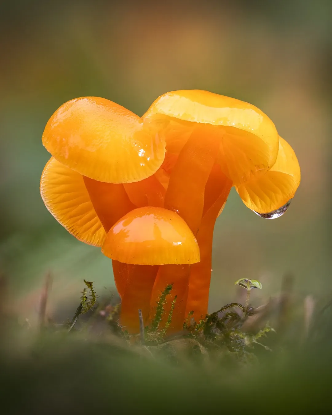 The Lush Macro Photography Of Slime Molds By Barry Webb 4