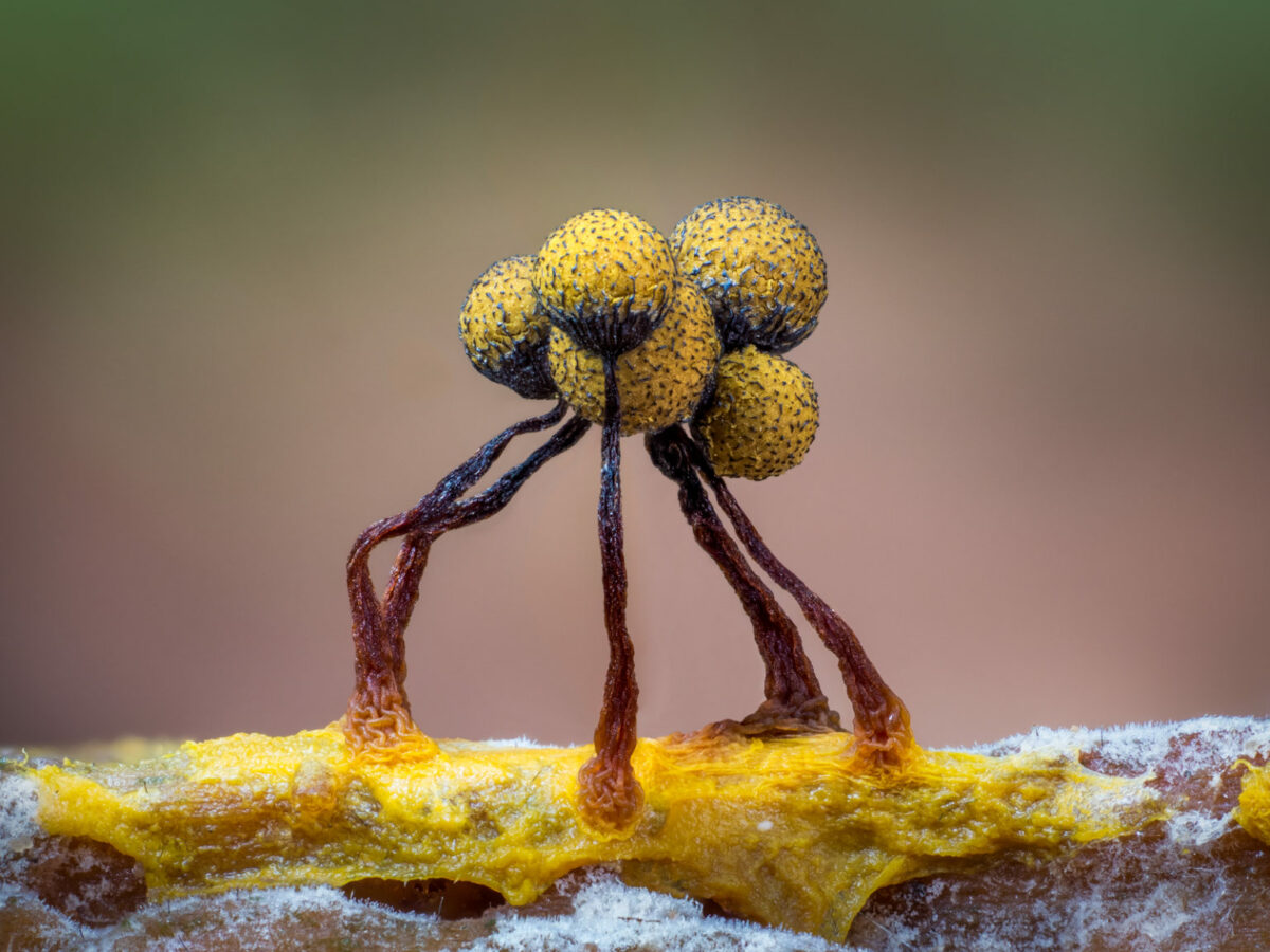The lush macro photography of slime molds and other fungi by Barry Webb