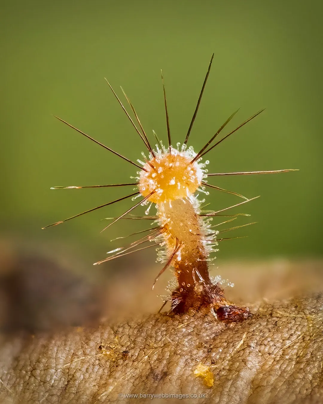 The Lush Macro Photography Of Slime Molds By Barry Webb 6