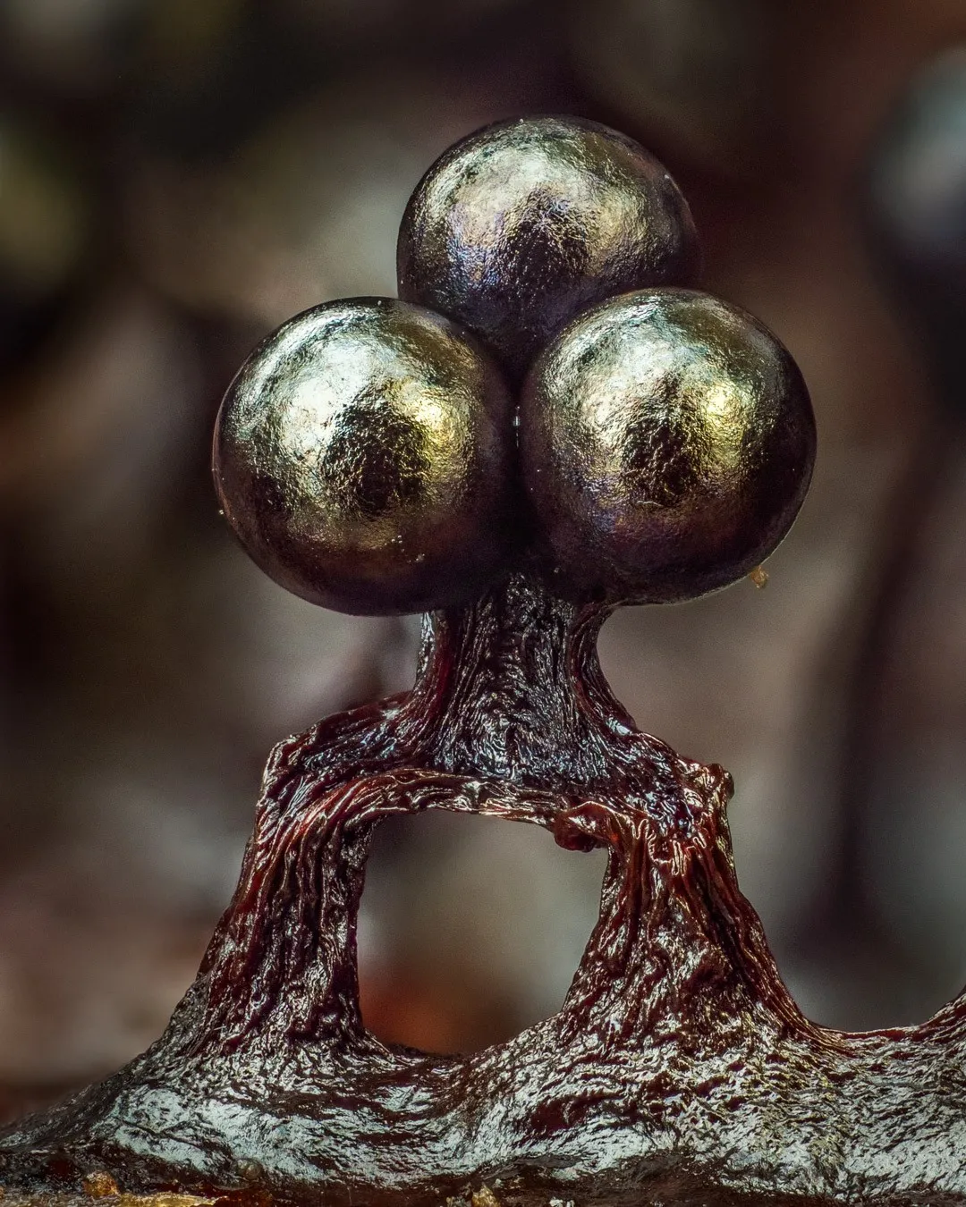 The Lush Macro Photography Of Slime Molds By Barry Webb 8