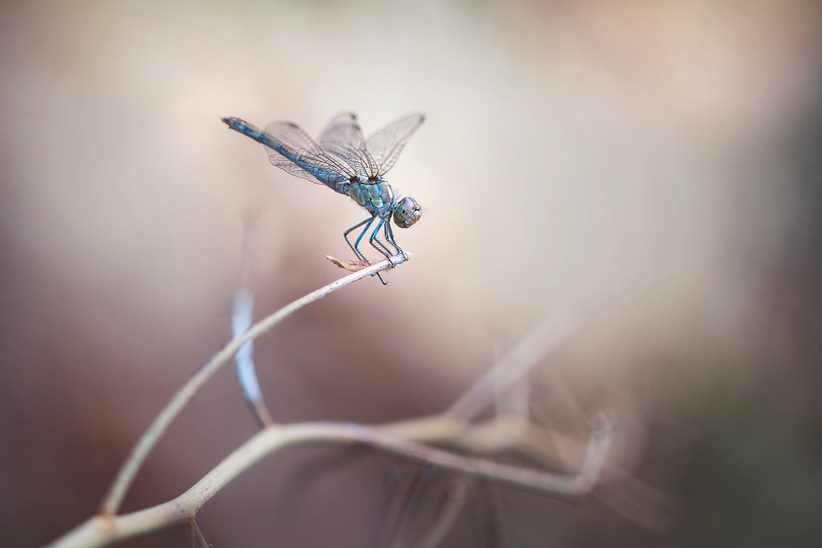 Charming Little World Gorgeous Macro Photography Of Insects By Maria Luisa Milla Moreno 2