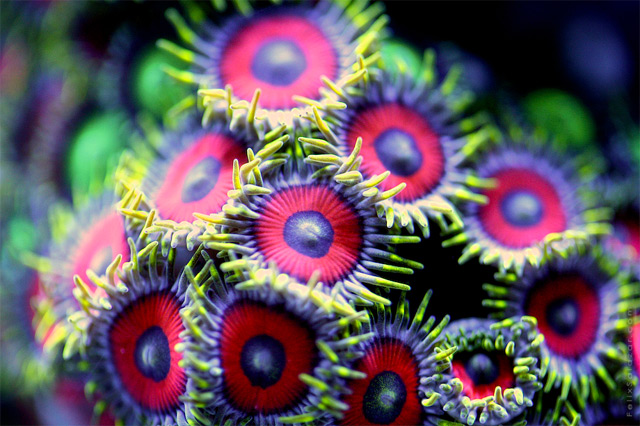 Colorful Macro Photographs Of Coral By Felix Salazar 1