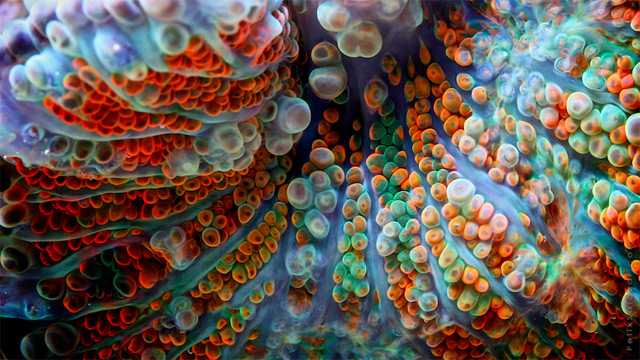 Colorful Macro Photographs Of Coral By Felix Salazar 2
