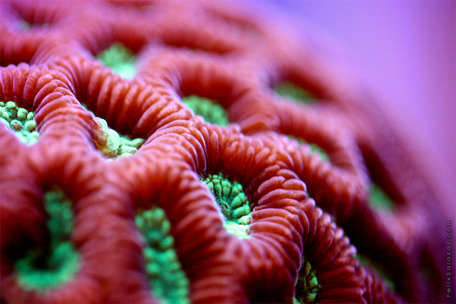 Colorful Macro Photographs Of Coral By Felix Salazar 3