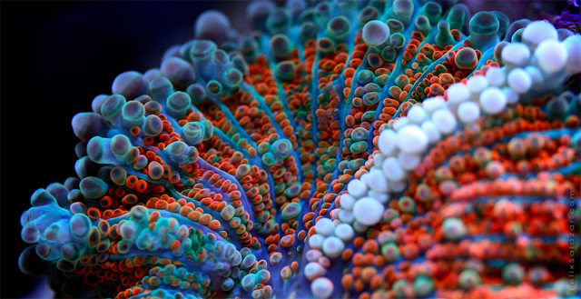 Colorful Macro Photographs Of Coral By Felix Salazar 1