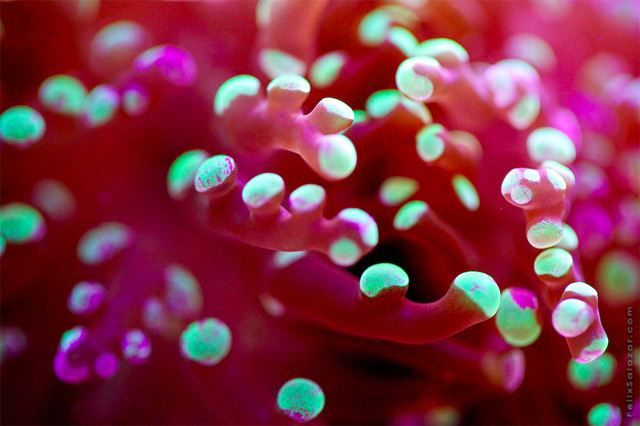 Colorful Macro Photographs Of Coral By Felix Salazar 6