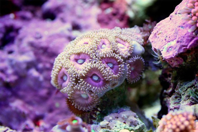 Colorful Macro Photographs Of Coral By Felix Salazar 7