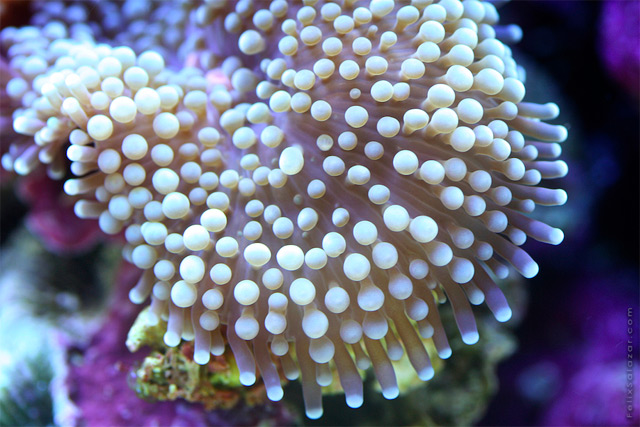 Colorful Macro Photographs Of Coral By Felix Salazar 8