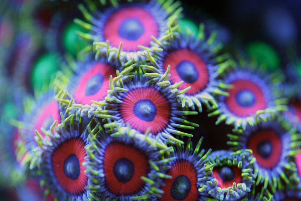 Colorful macro photographs of coral by Felix Salazar