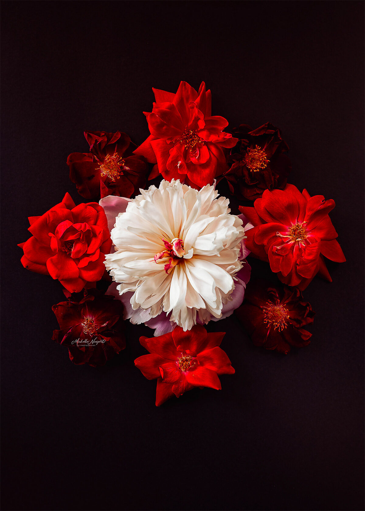Wonderful Flower Photography By Michelle Newport 1