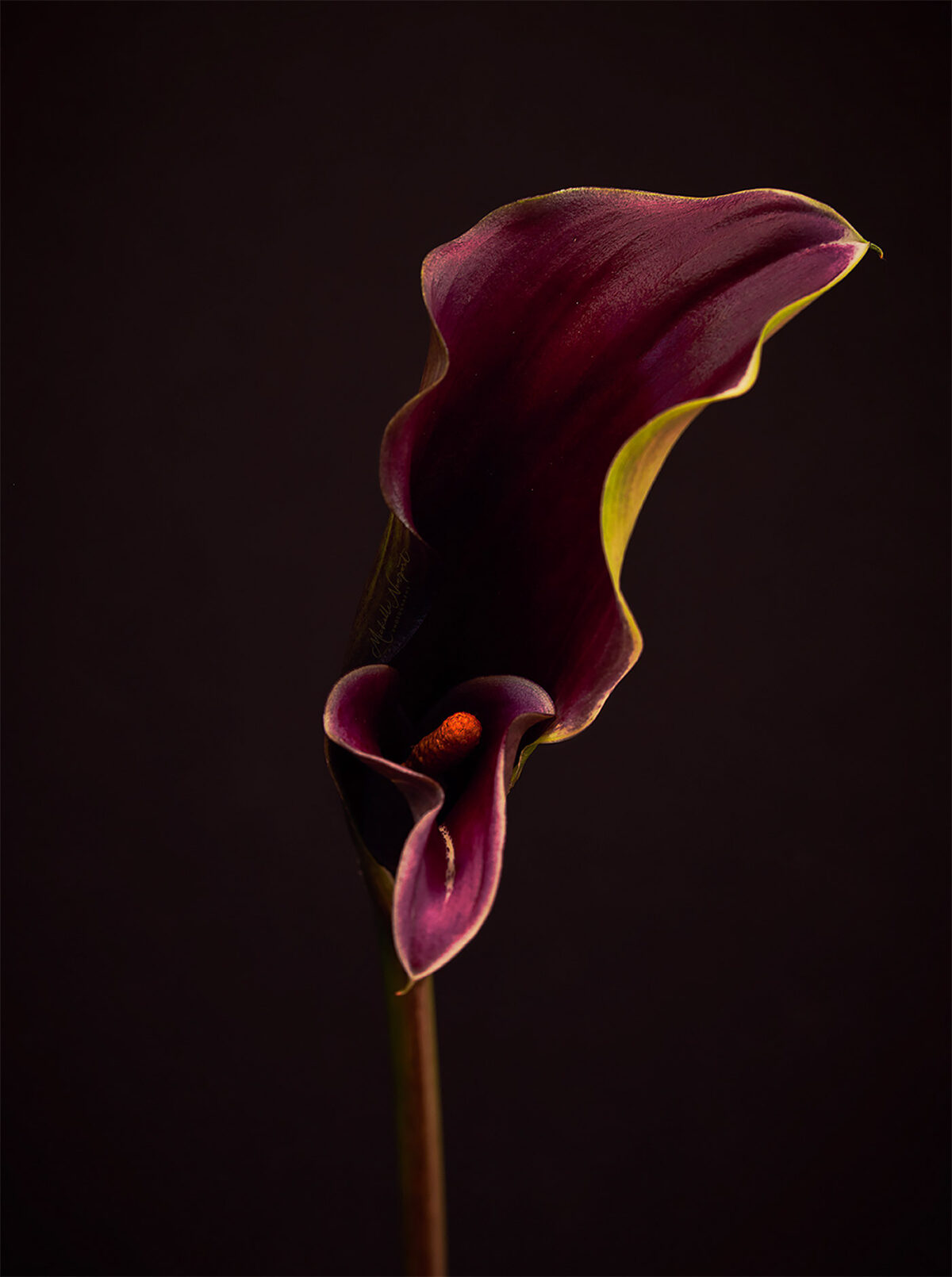 Wonderful Flower Photography By Michelle Newport 14