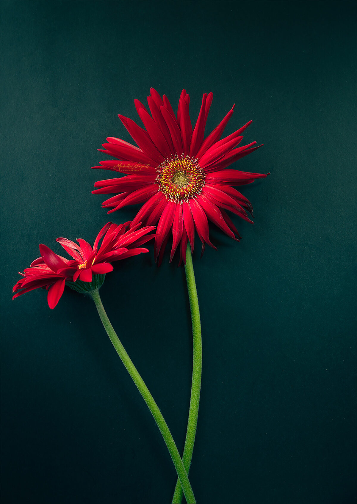 Wonderful Flower Photography By Michelle Newport 20