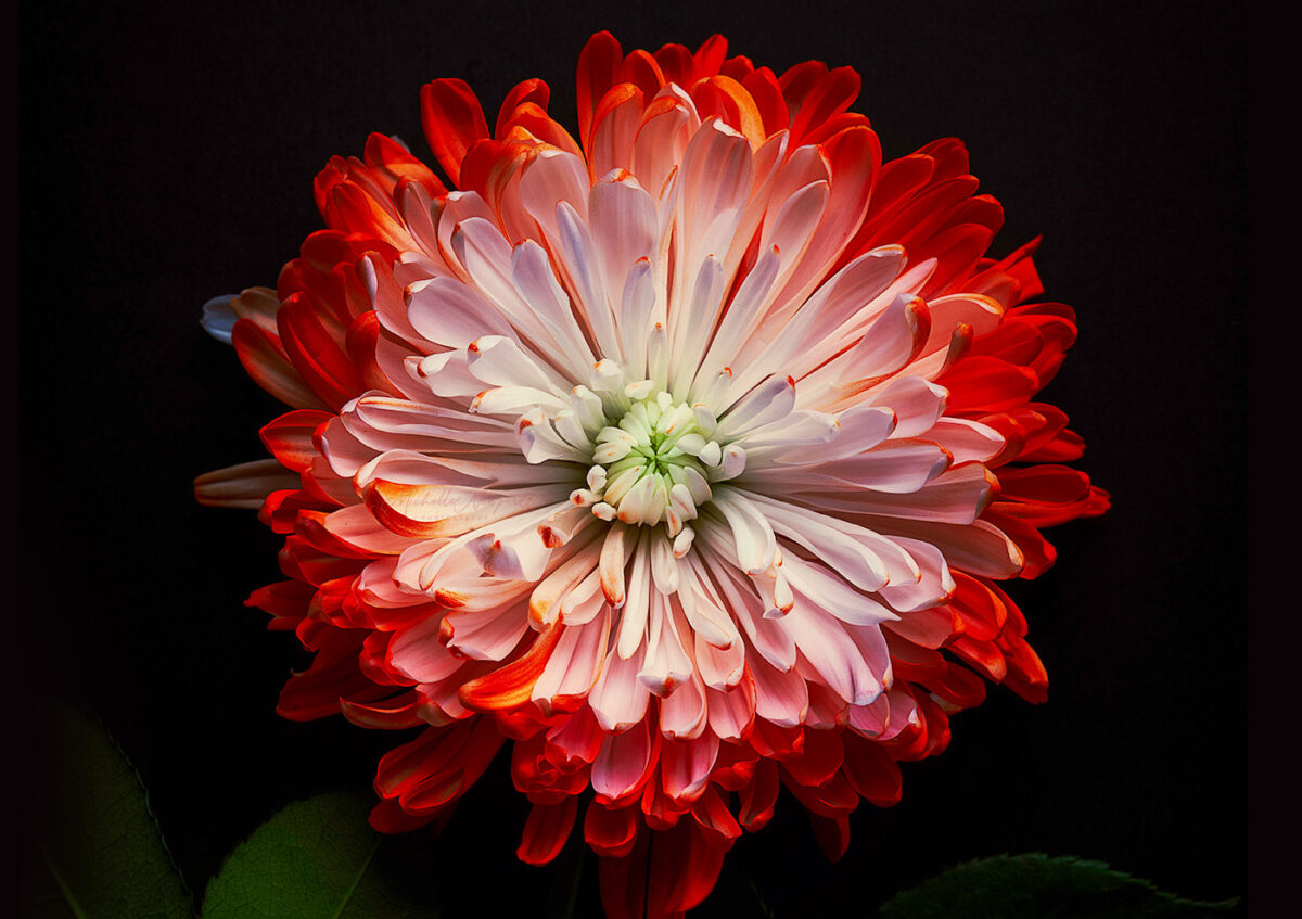 Wonderful flower photography by Michelle Newport