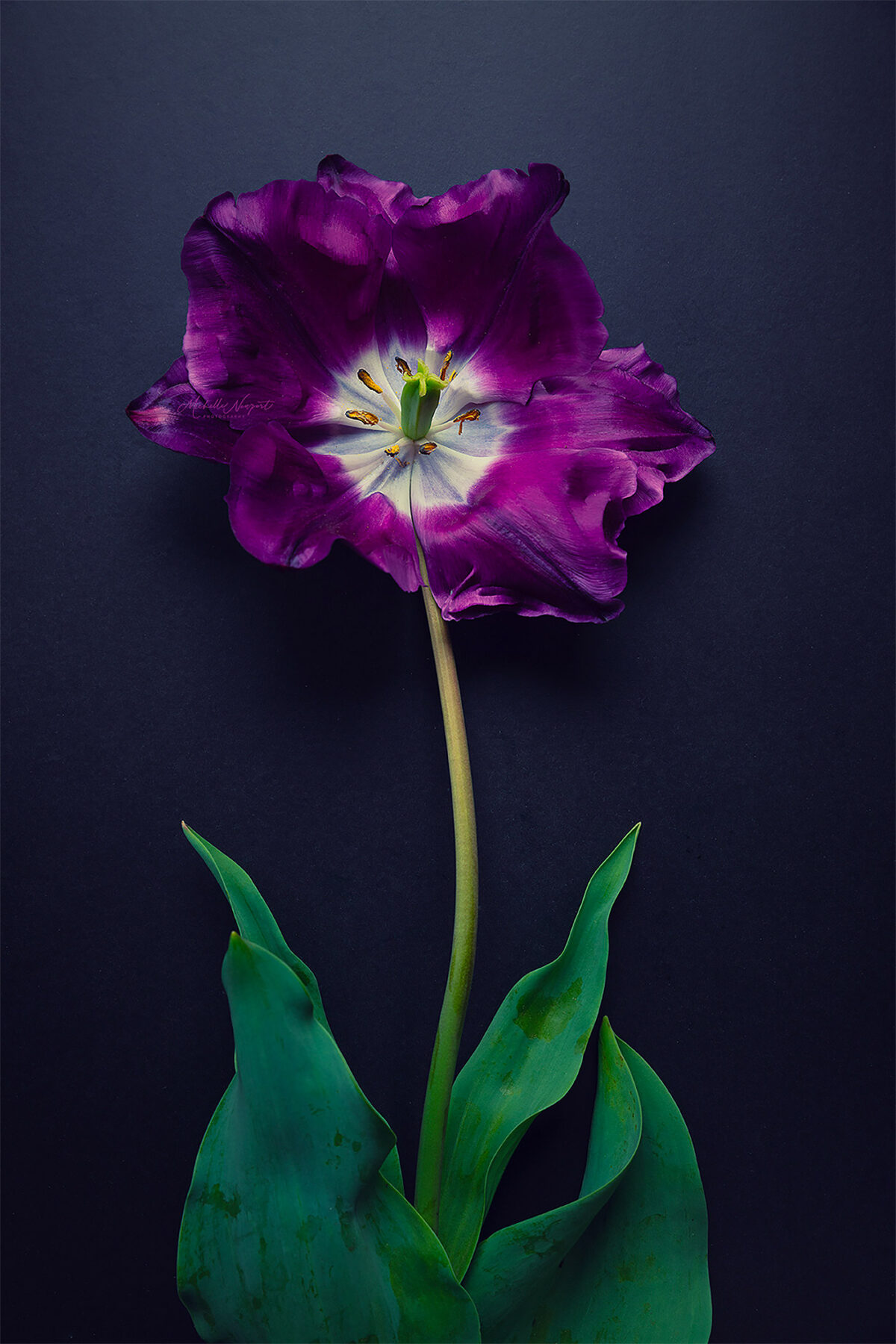 Wonderful Flower Photography By Michelle Newport 3