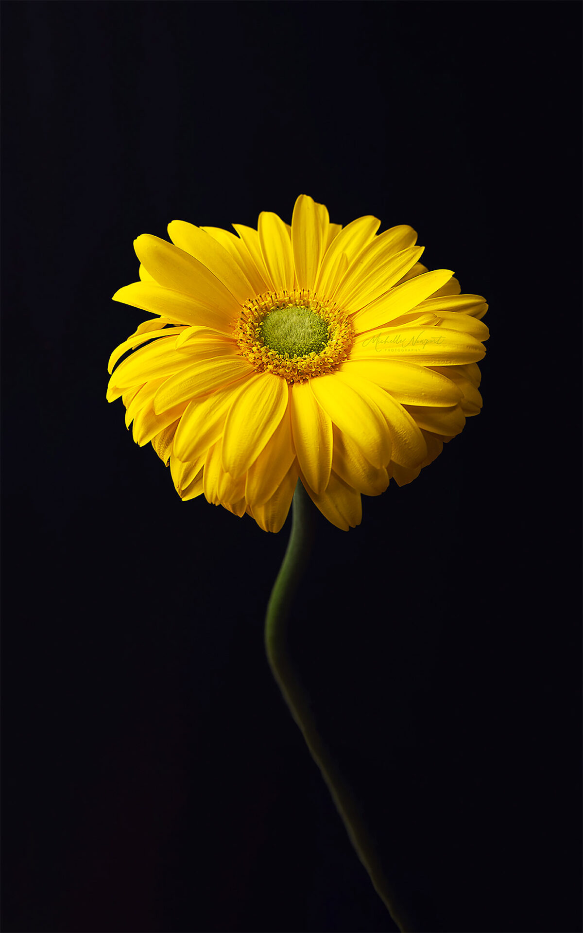 Wonderful Flower Photography By Michelle Newport 4