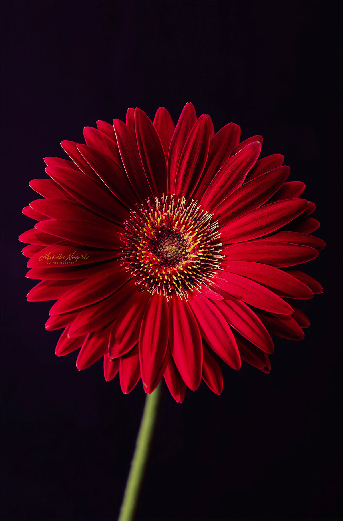 Wonderful Flower Photography By Michelle Newport 6