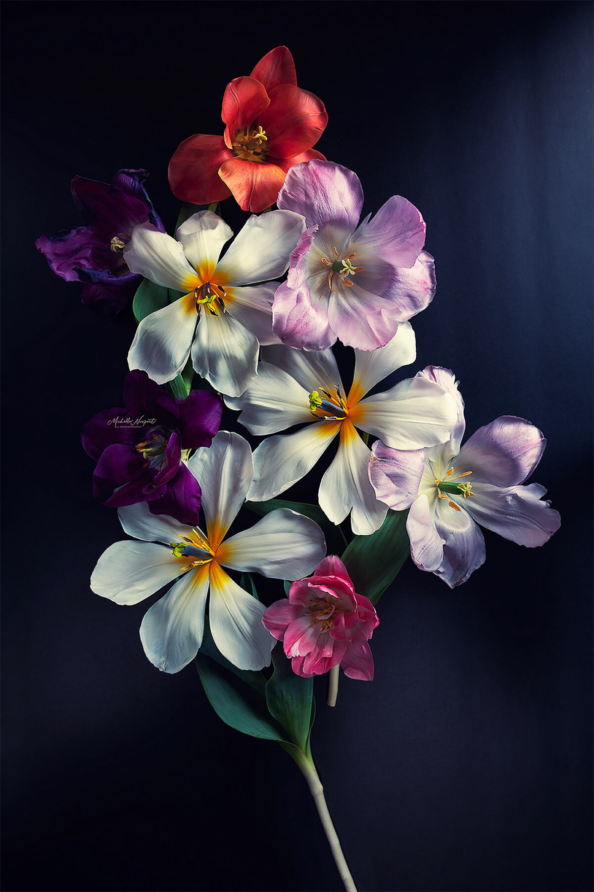 Wonderful Flower Photography By Michelle Newport 8