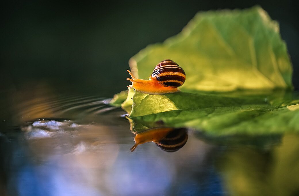 Marvelous Insect Macro Photography By Vyacheslav Mishchenko (1)