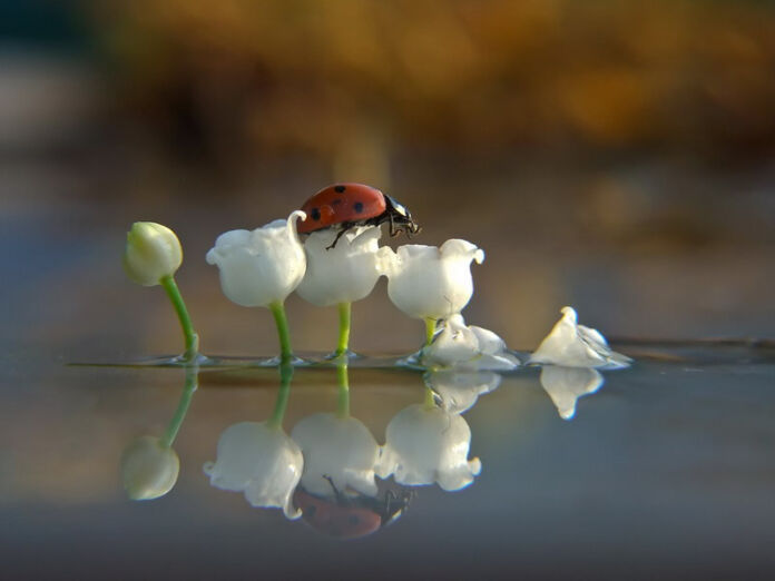 Vyacheslav Mishchenko: marvelous insect macro photography