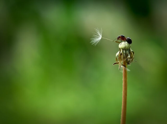 Macro Insects Visual Vyacheslav Mishchenko: marvelous insect macro photography