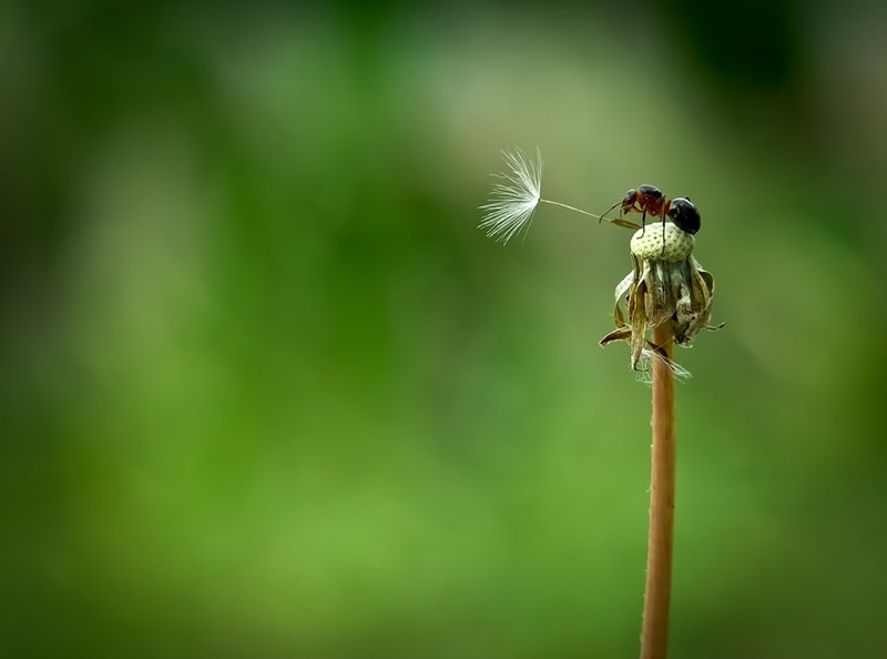 Marvelous Insect Macro Photography By Vyacheslav Mishchenko (16)