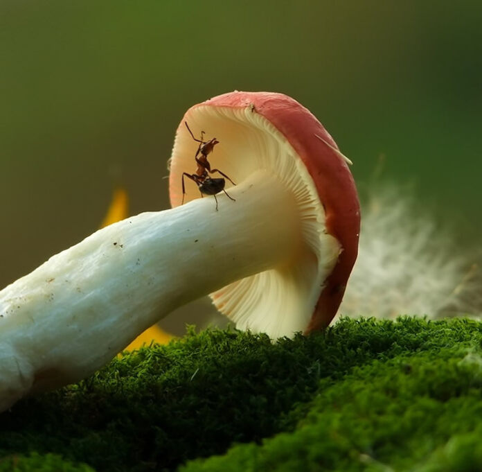 Vyacheslav Mishchenko: marvelous insect macro photography