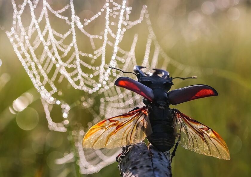 Macro Insects Visual Vyacheslav Mishchenko: marvelous insect macro photography