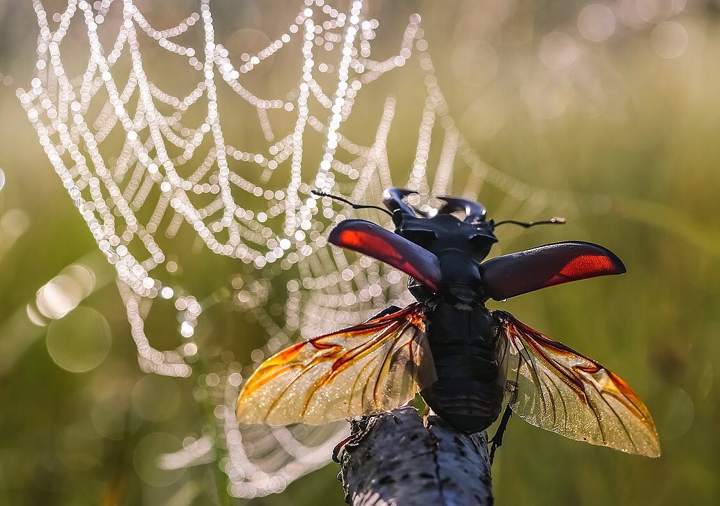 Marvelous Insect Macro Photography By Vyacheslav Mishchenko (2)