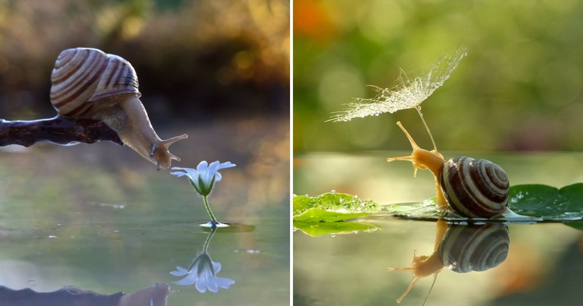Vyacheslav Mishchenko: marvelous insect macro photography
