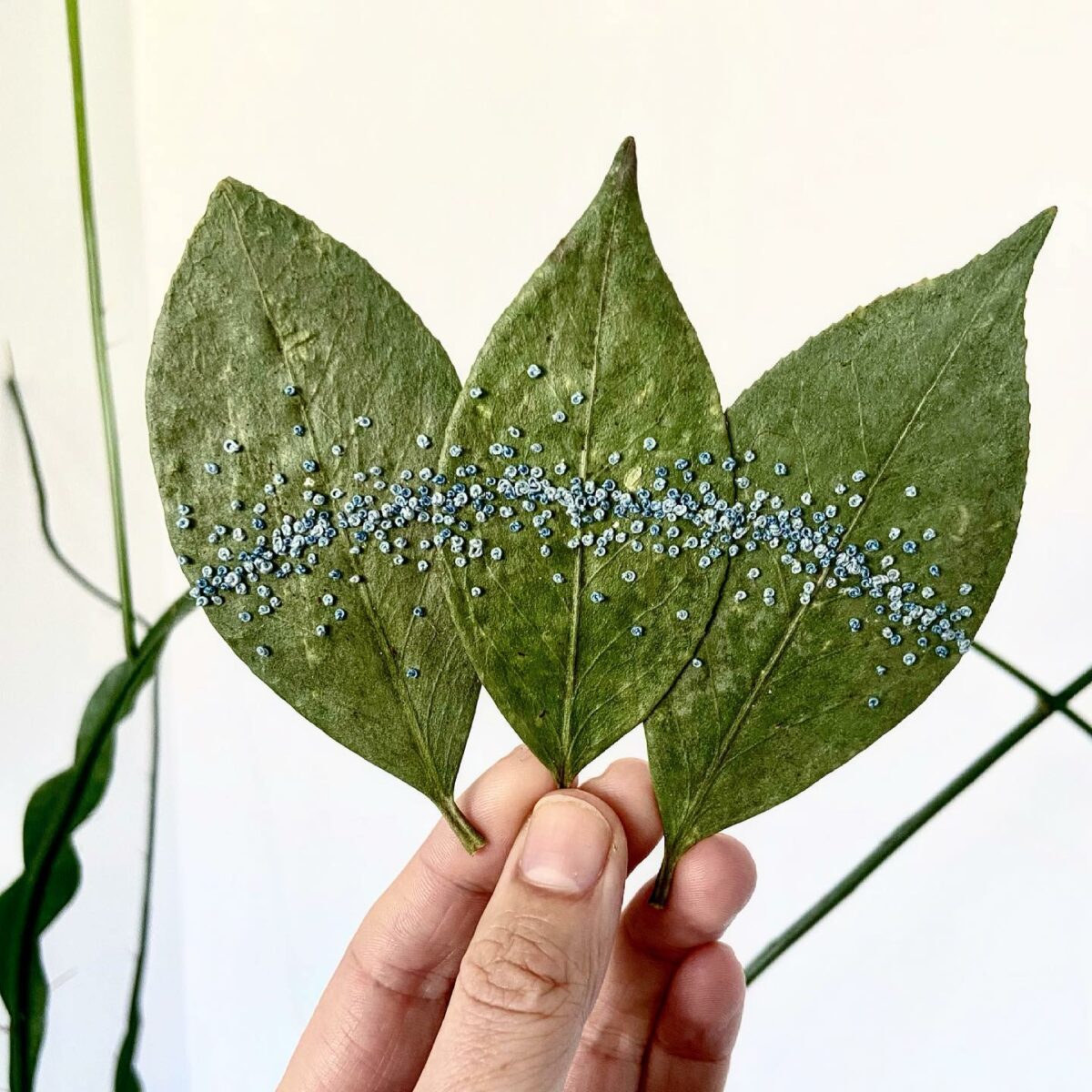 The Fascinating Embroidered Leaf Art Of Hillary Waters Fayle (15)