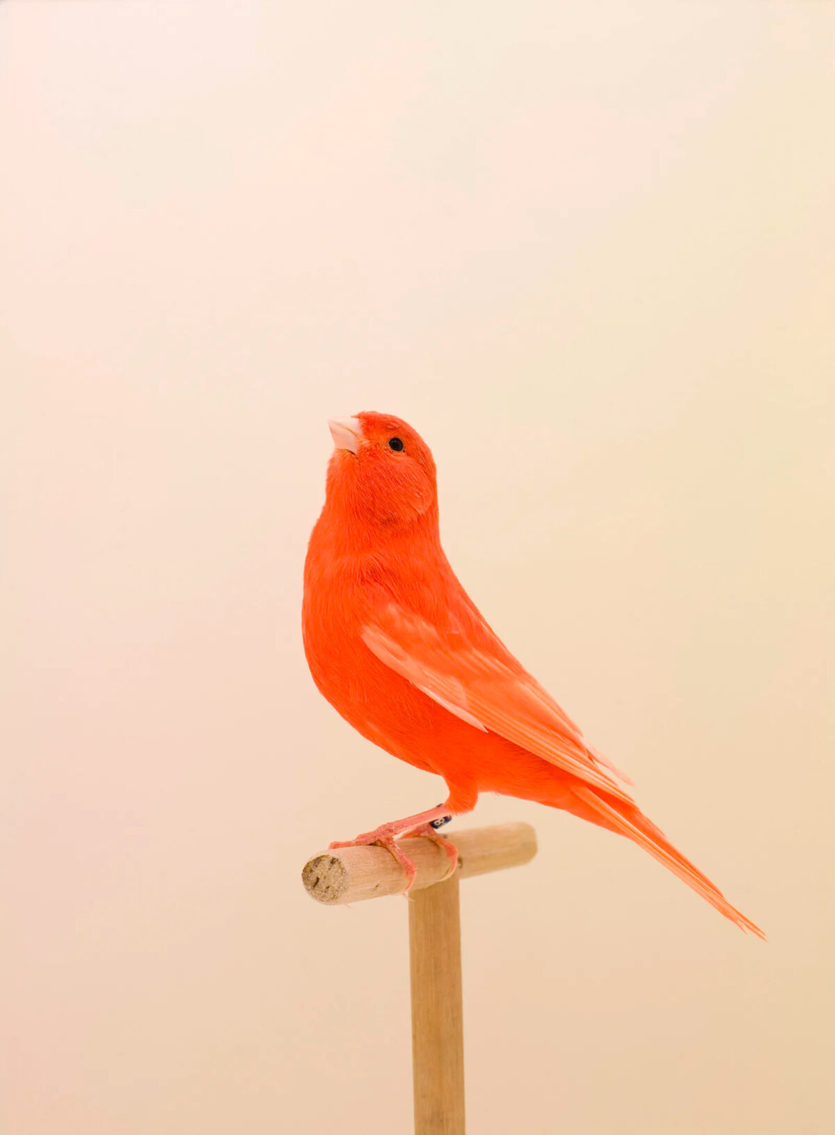 An Incomplete Dictionary Of Show Birds A Minimalist Bird Photography Series By Luke Stephenson (1)