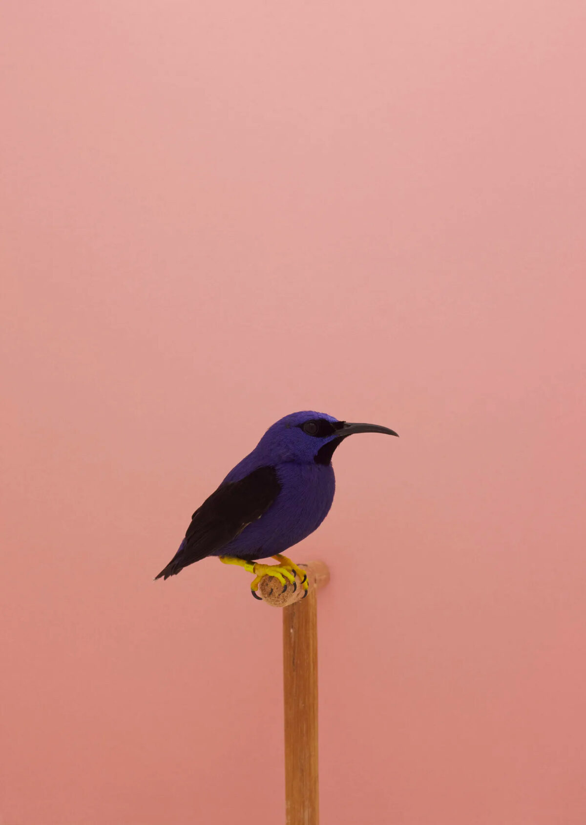 An Incomplete Dictionary Of Show Birds A Minimalist Bird Photography Series By Luke Stephenson (10)
