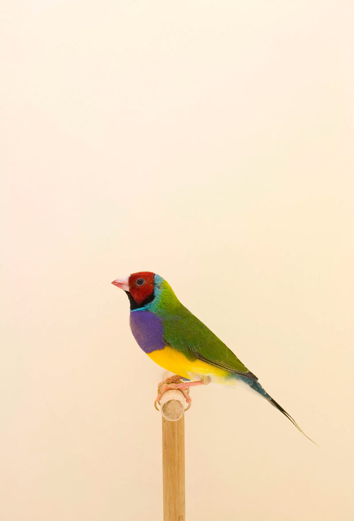 An Incomplete Dictionary Of Show Birds A Minimalist Bird Photography Series By Luke Stephenson (13)