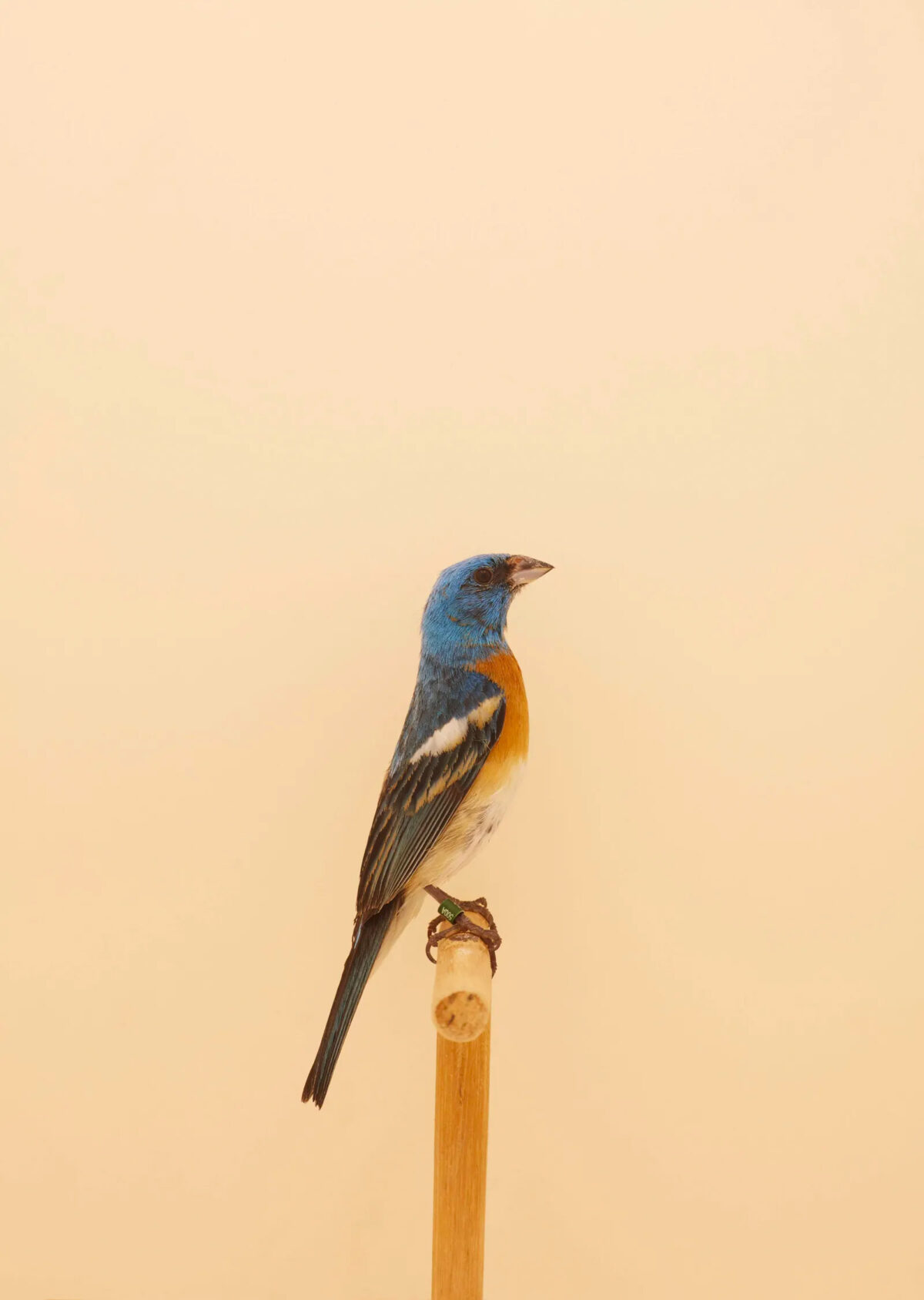 An Incomplete Dictionary Of Show Birds A Minimalist Bird Photography Series By Luke Stephenson (15)