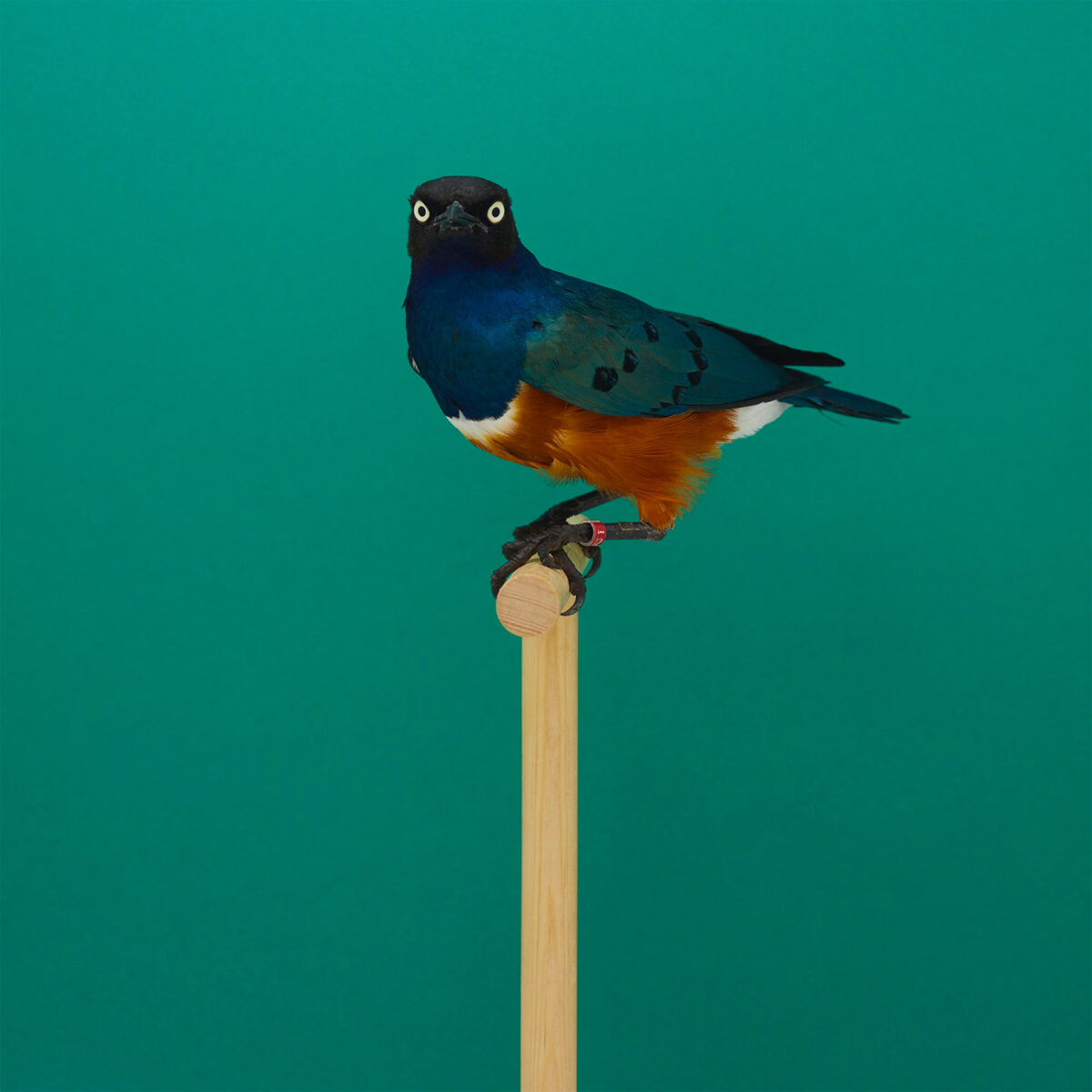 An Incomplete Dictionary Of Show Birds A Minimalist Bird Photography Series By Luke Stephenson (16)