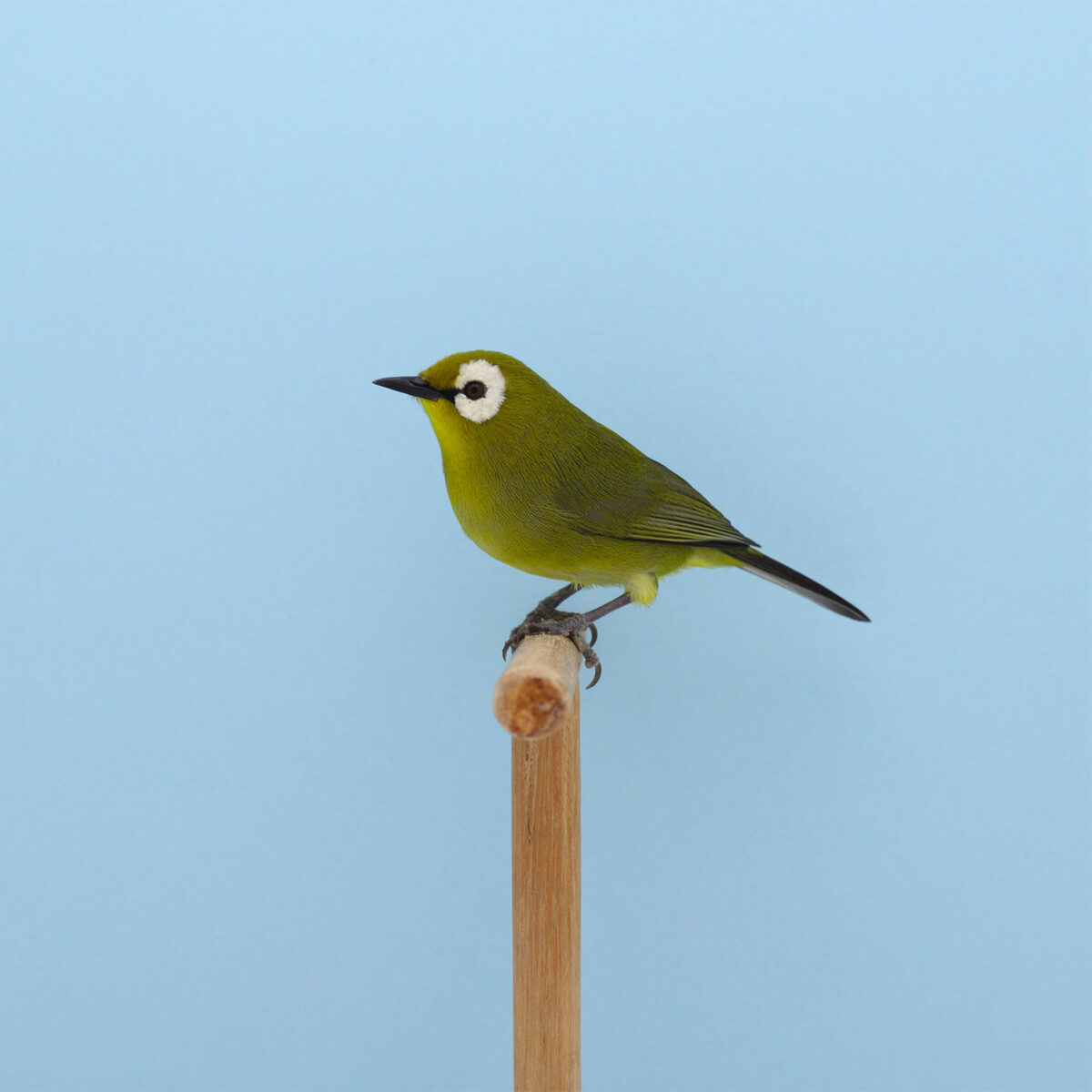 An Incomplete Dictionary Of Show Birds A Minimalist Bird Photography Series By Luke Stephenson (17)