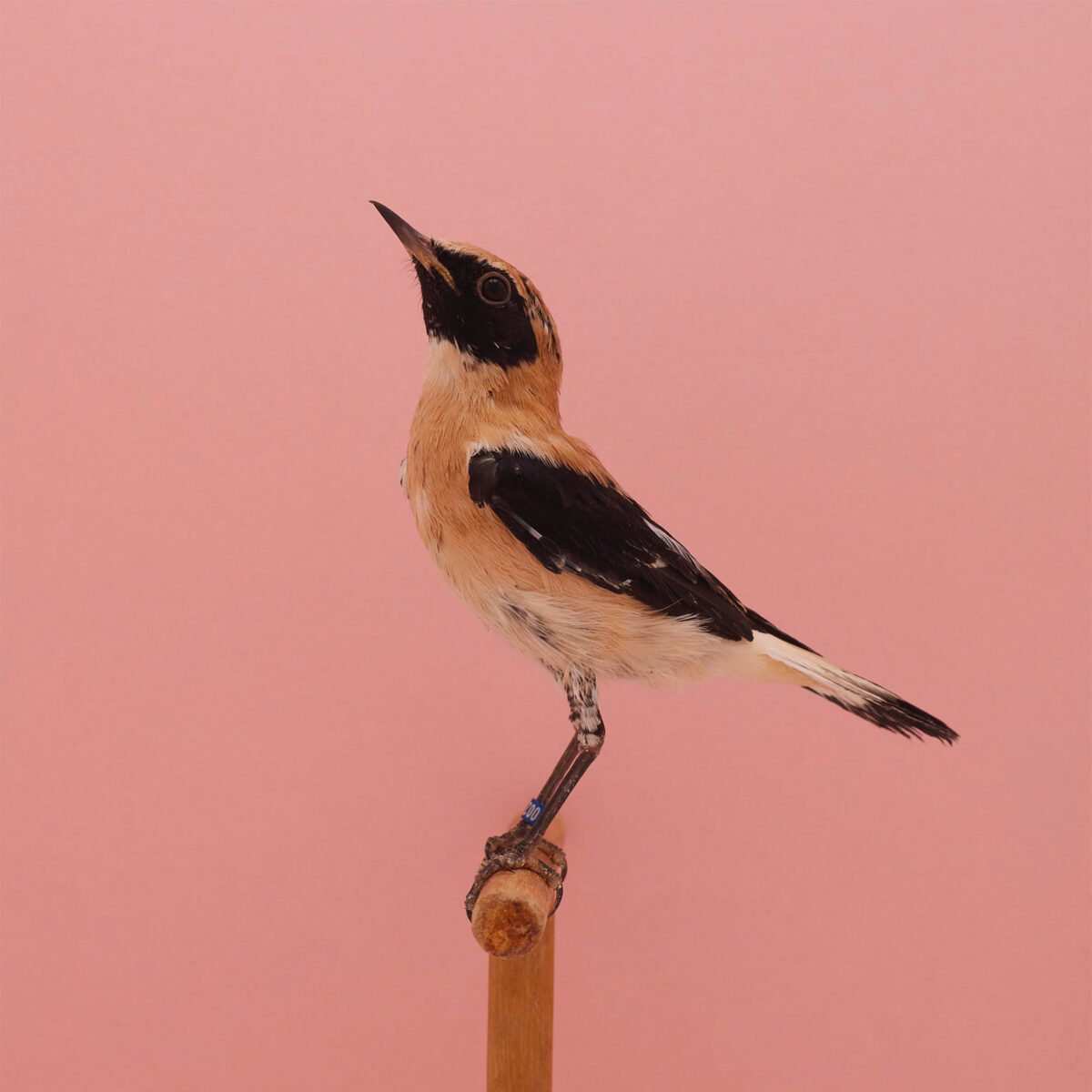 An Incomplete Dictionary Of Show Birds A Minimalist Bird Photography Series By Luke Stephenson (18)